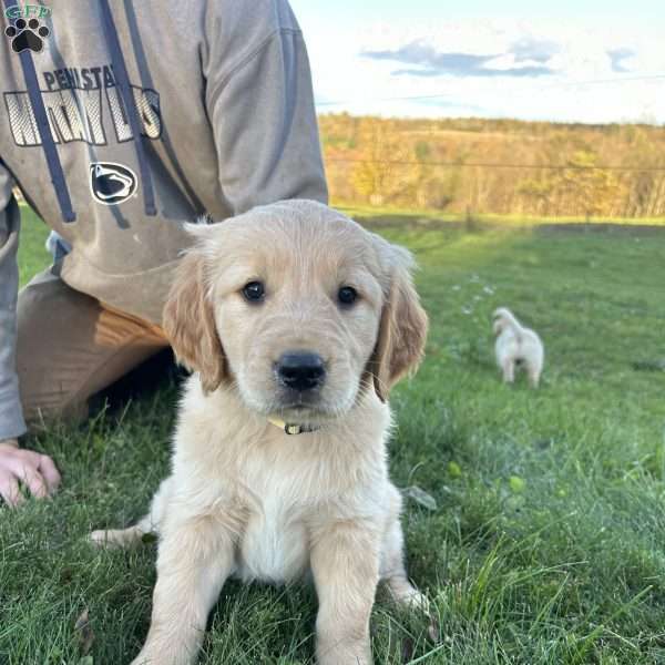 Mya, Golden Retriever Puppy